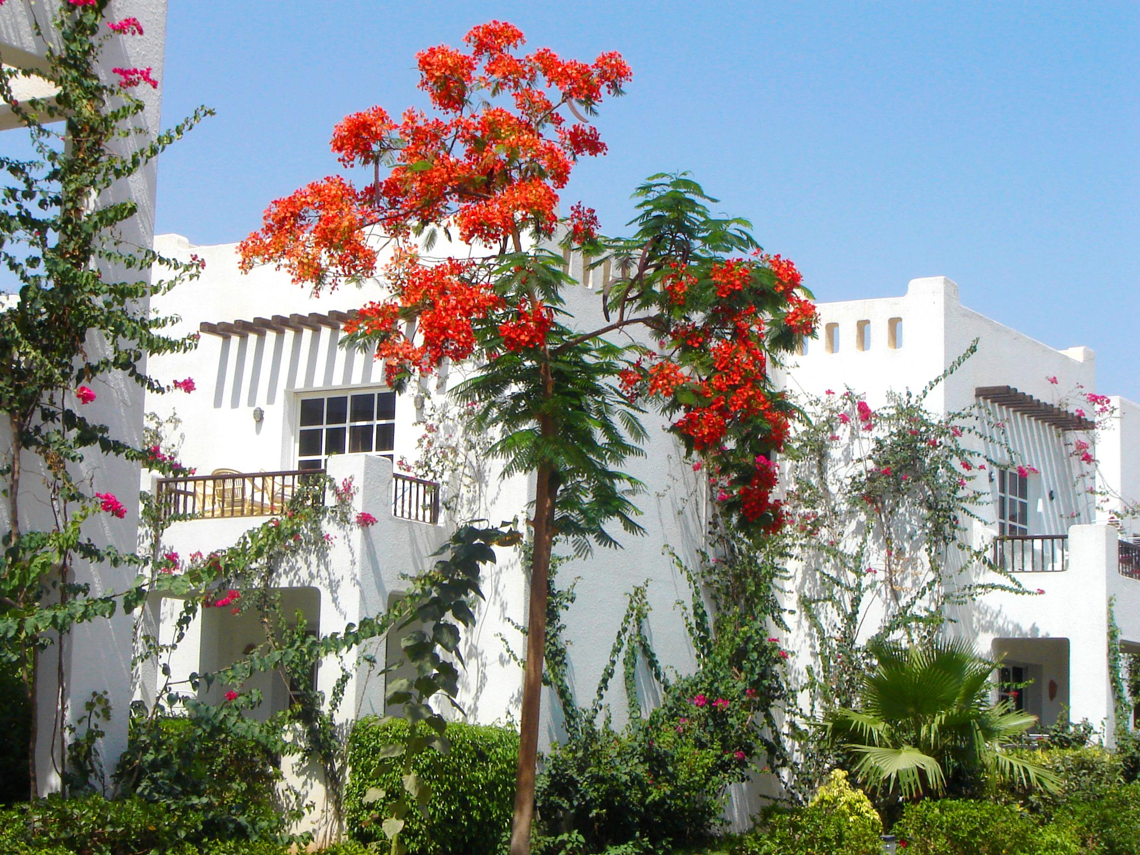 Delta Sharm Resort ,Official Web, Delta Rent, Sharm El Sheikh, South Sinai, Egypt Bagian luar foto